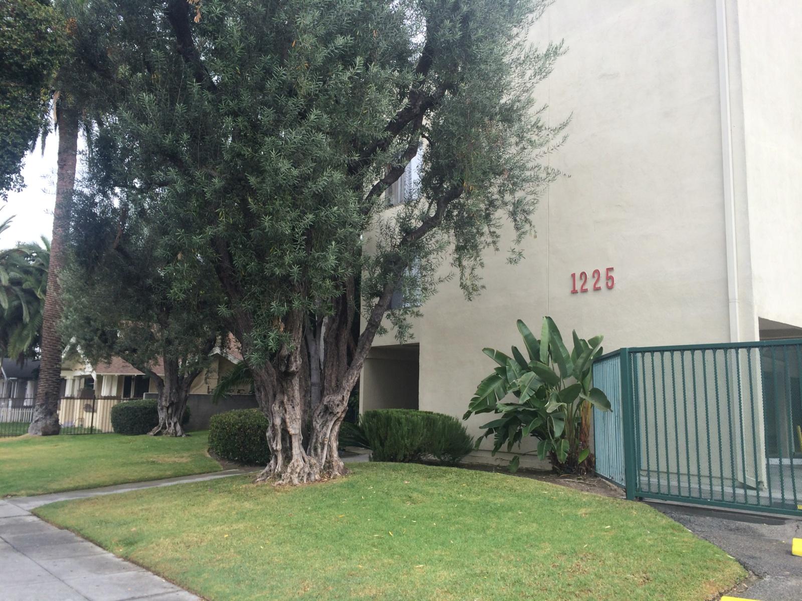 Street view of Ingram Preservation Properties showing Large full tree on the grass area in front of the building