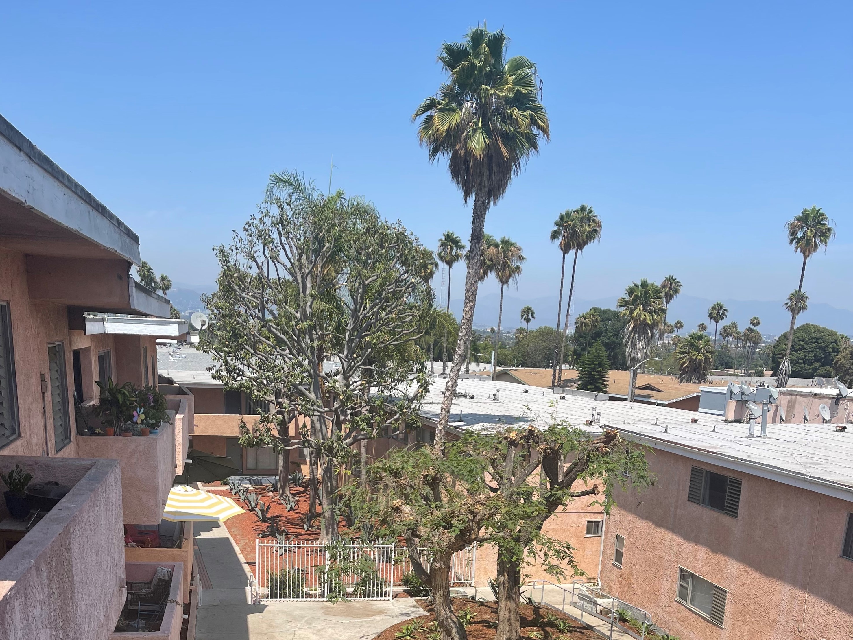 Balcony view showing the courtyard with palm tree, Jacaranda trees and Agave