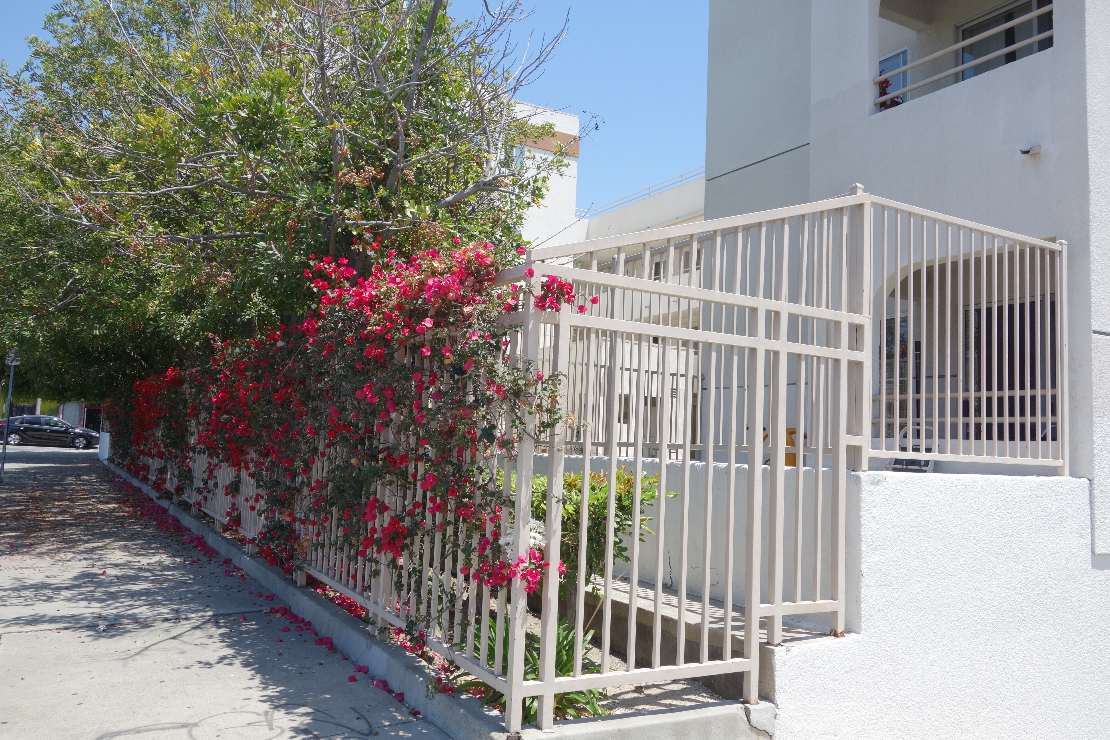 Front side view of central avenue villa. Large white gates covered in pink flowers in front of building.
