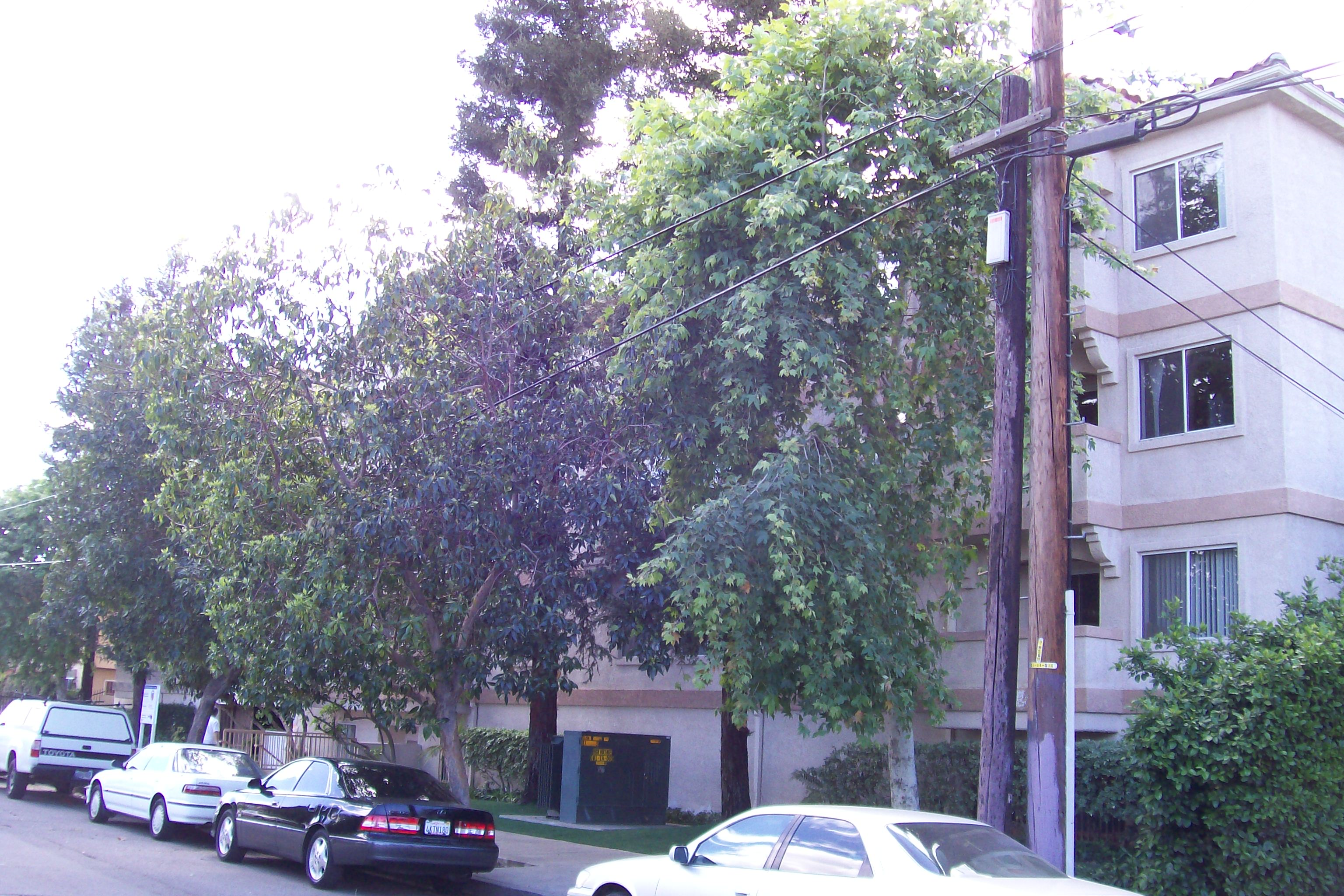 Image of trees in front of 4 floor building with balconies and cars parked on the street in front of the building