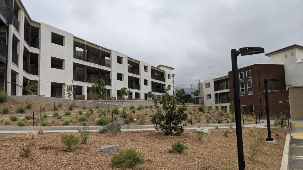 Young shrubs growing on woodchip terraces