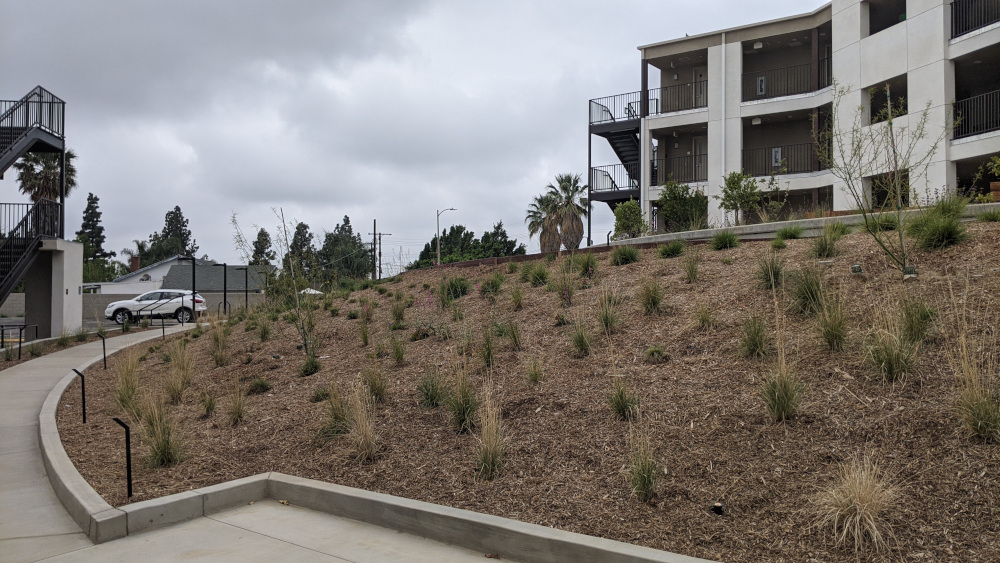 Young shrubs growing on woodchip terrace