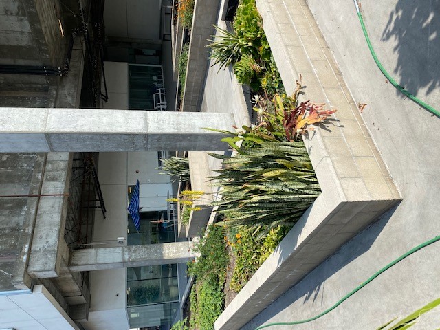 Picture of courtyard. It shows the outside of the building and some plants