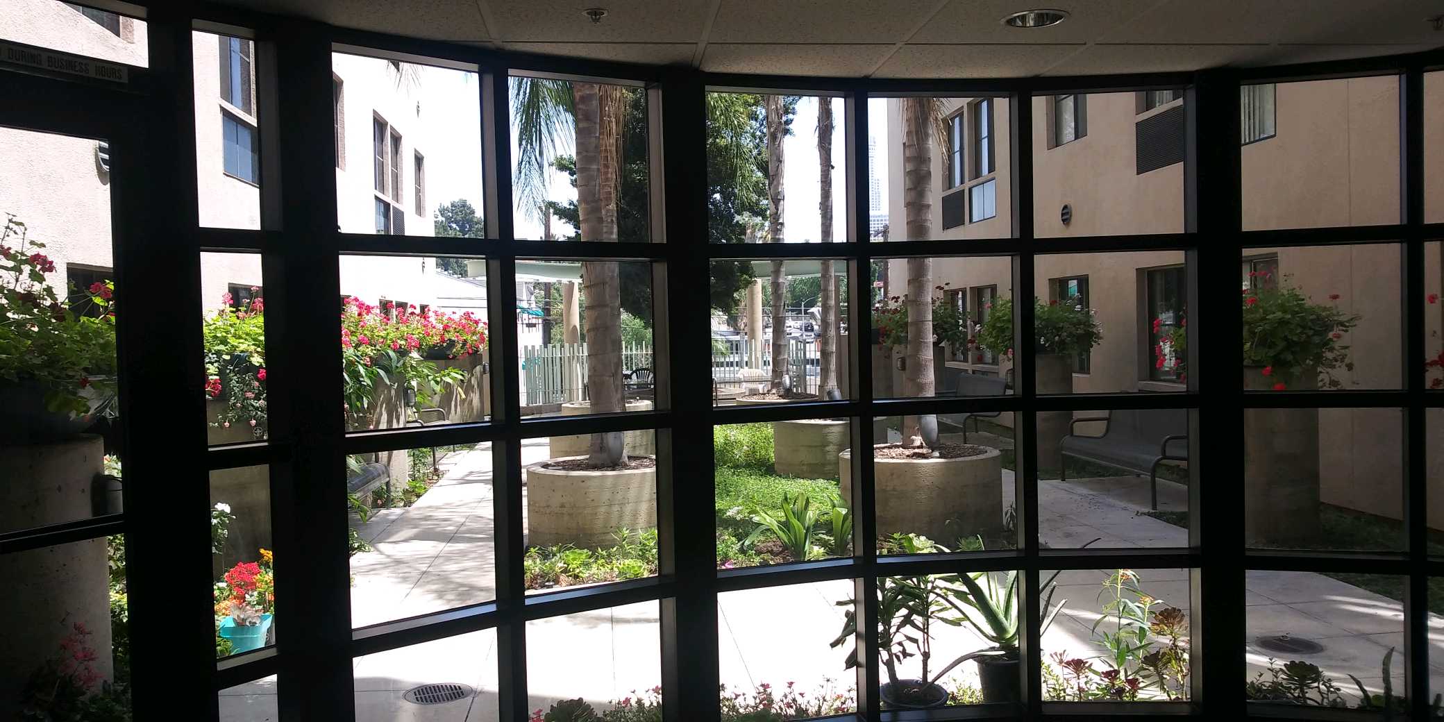 View of courtyard from inside building window. In the center are six large evenly spaced palm trees in planters with side walk access on either side. Park bench seating throughout courtyard. Flower planters along building