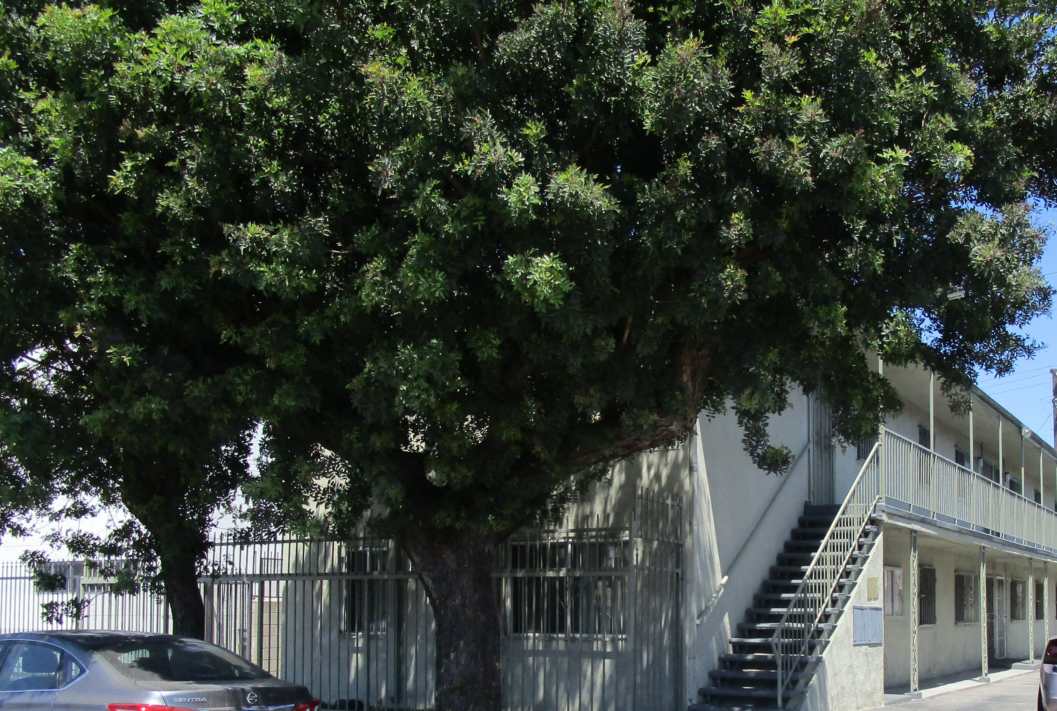 Street view of the property with a large tree obstructing the view of the building