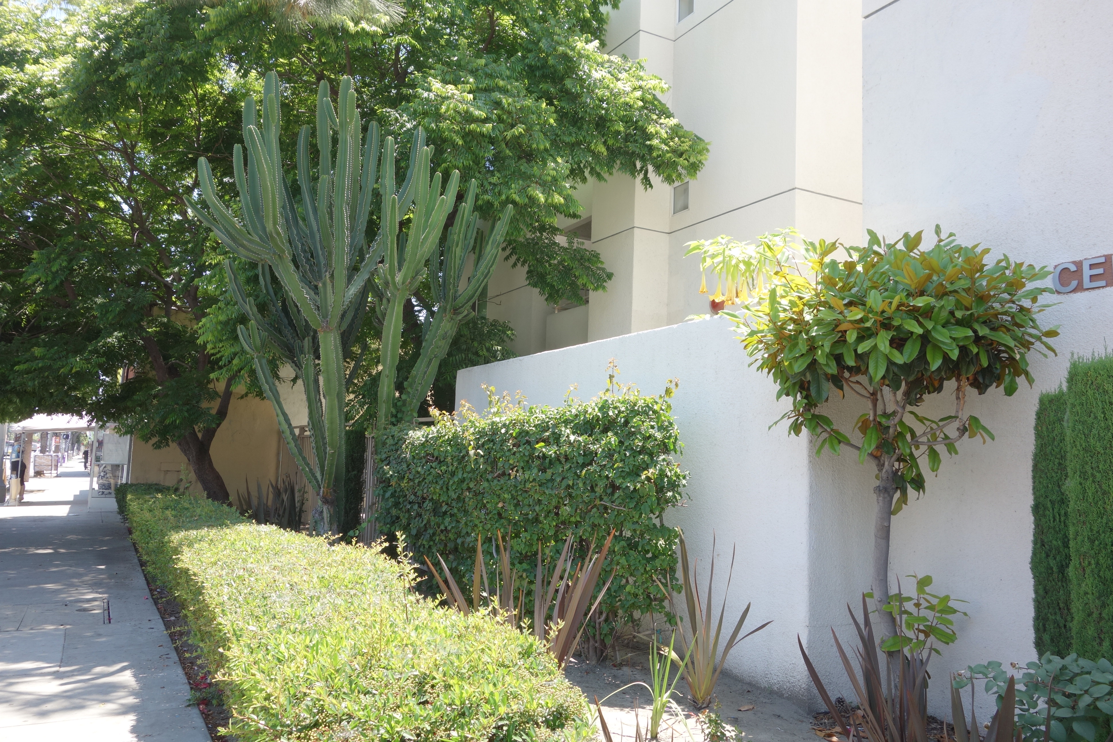 side view of central avenue villa public sidewalk. garden area with bushes, trees, and suculents